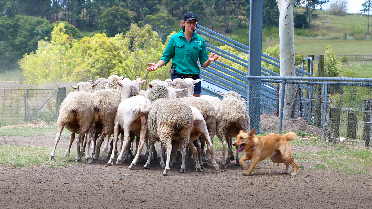 Female farmer and working dog herding sheep